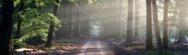 A tree in a forest

Description automatically generated