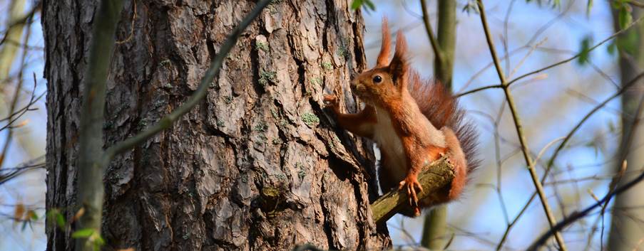 A squirrel on a tree

Description automatically generated with medium confidence