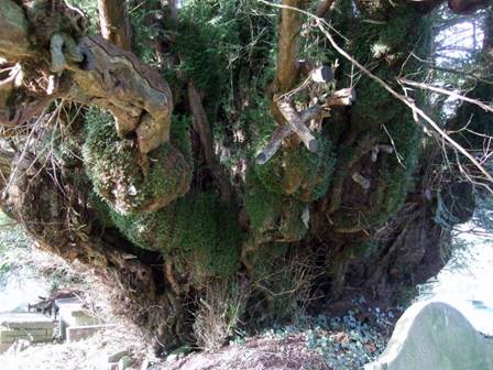 A close up of a Yew tree

Description automatically generated