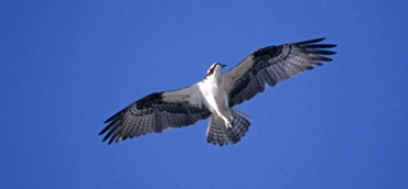 A bird flying in the air

Description automatically generated