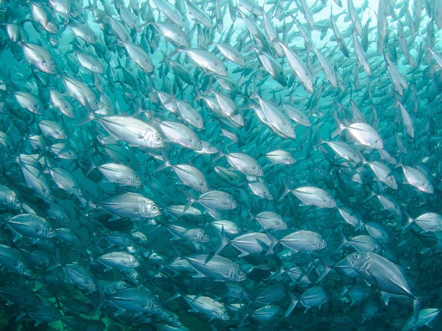 A school of fish in the ocean
AI-generated content may be incorrect.