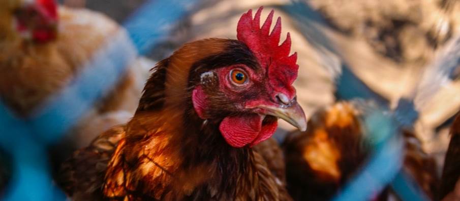 A picture containing bird, gallinaceous bird, chicken, blue
Description automatically generated